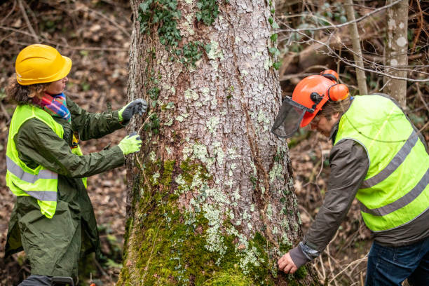  Ranchester, WY Tree Services Pros