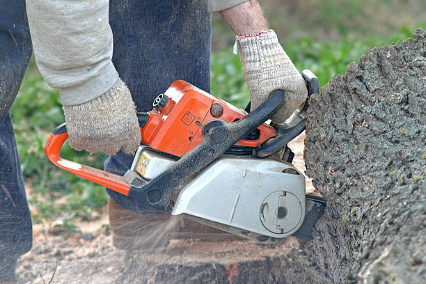 How Our Tree Care Process Works  in  Ranchester, WY